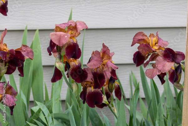Fototapeta Full frame texture background of blooming crimson red and pink bearded iris flowers along a residential wall