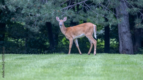 Fototapeta Solitary white tailed deer (odocoileus virginianus) visiting a residential yard with treelined background
