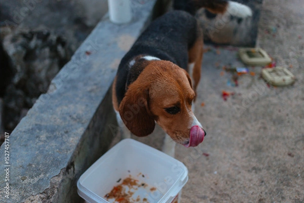 Fototapeta Beagle eats from a container on the street. Pet care concept