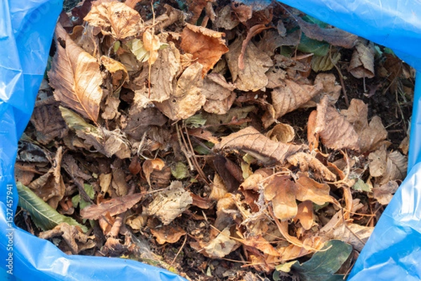 Obraz Garden rubbish waste in a heavy duty blue bin bag ready to be collected for recycling. Garden chore background backdrop concept.