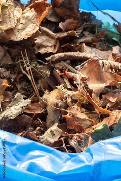 Obraz Garden rubbish waste in a heavy duty blue bin bag ready to be collected for recycling. Garden chore background backdrop concept.