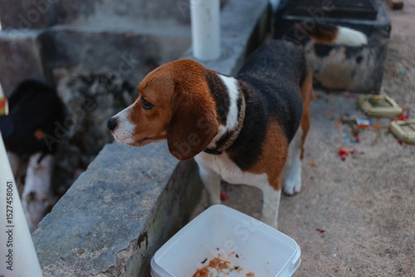 Fototapeta Beagle eats from a container on the street. Pet care concept