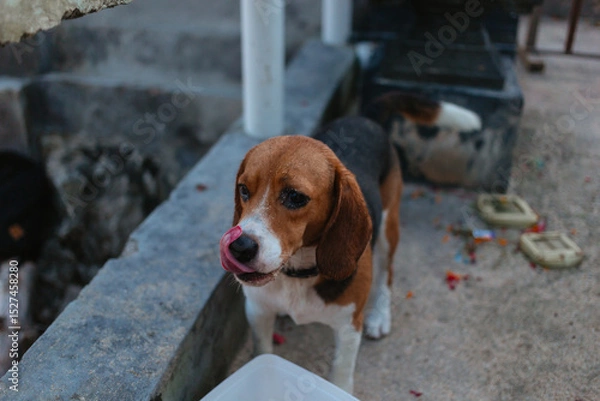 Fototapeta Beagle eats from a container on the street. Pet care concept