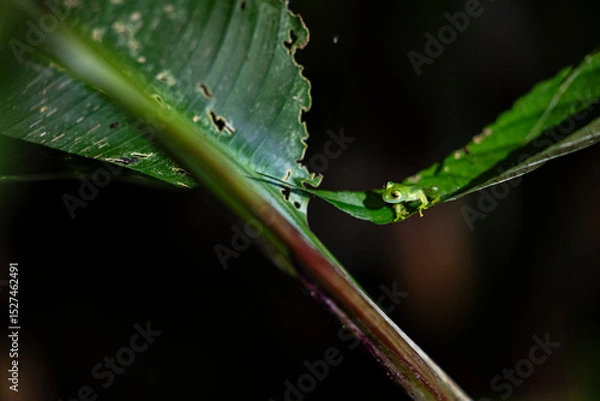 Obraz Balanced on the edge of a leaf, a juvenile glass frog