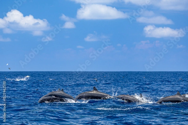 Fototapeta Pod of Dolphins Gliding Through Sparkling Tropical Waters