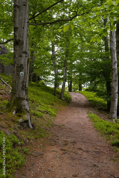Obraz Trail to Poustevnikuv Kamen: Forest Path near Hejnice, Czech Republic