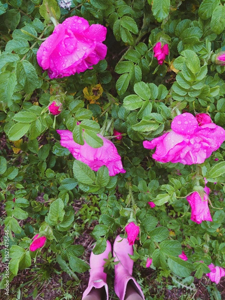 Fototapeta Bright pink dog rose flowers with fresh rain droplets in lush green foliage, viewed from above with matching pink rubber boots, creating a vibrant and seasonal garden mood.