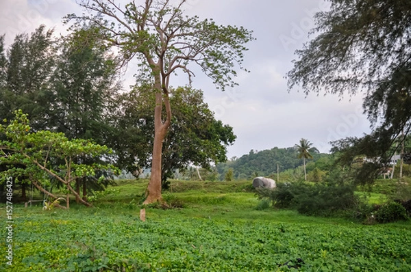 Obraz Tropical tree against jungle background – greenery, forest, natural environment