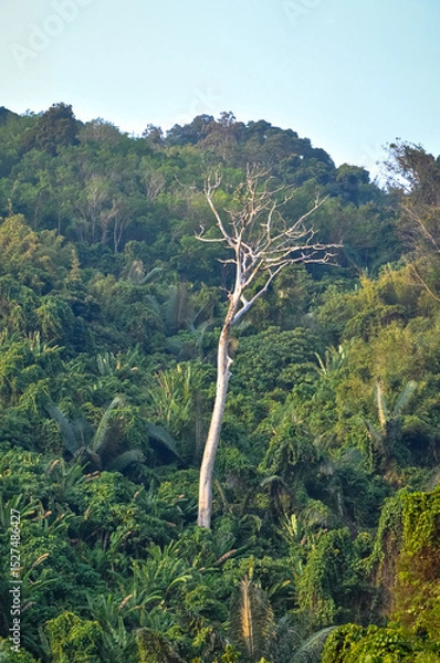 Obraz Tropical tree against jungle background – greenery, forest, natural environment