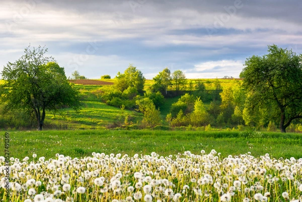 Fototapeta mountainous rural landscape with dandelion meadow in spring. scenic view with blooming weeds in the garden. sunny morning with cloudy sky