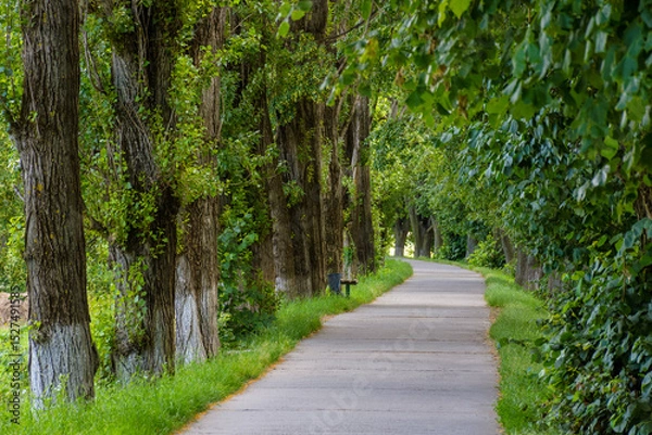 Fototapeta footpath among lime trees on a sunny day in summer. uzhhgorod linden alley is the longest in europe