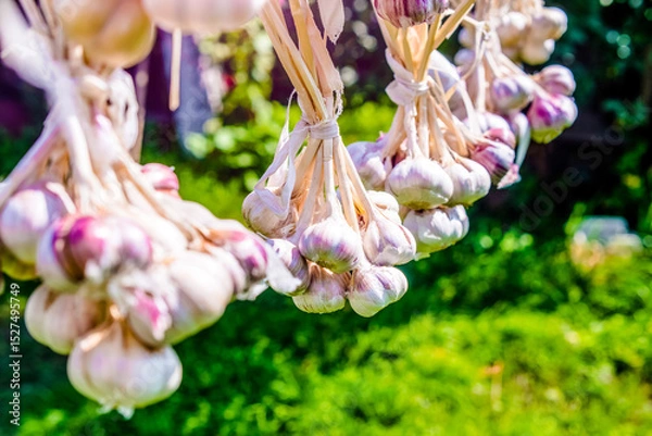Fototapeta several bundles of garlic are dried in the open air
