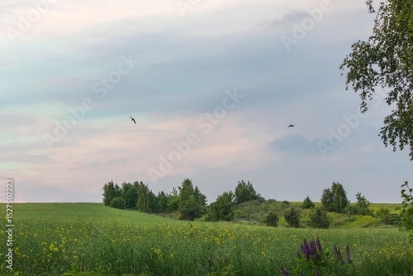 Fototapeta Sunset landscape with trees and clouds