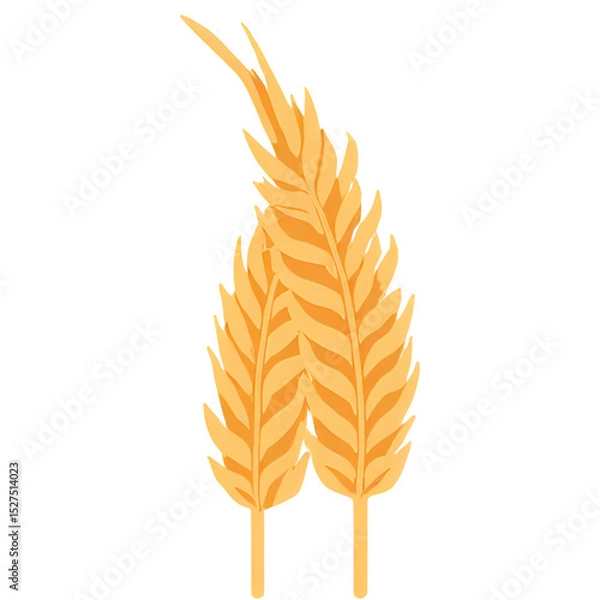Obraz wheat ears isolated on white background