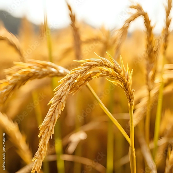 Obraz golden wheat field