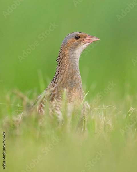Obraz Common crake portrait at summer
