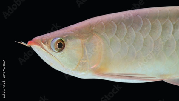 Obraz Arowana fish