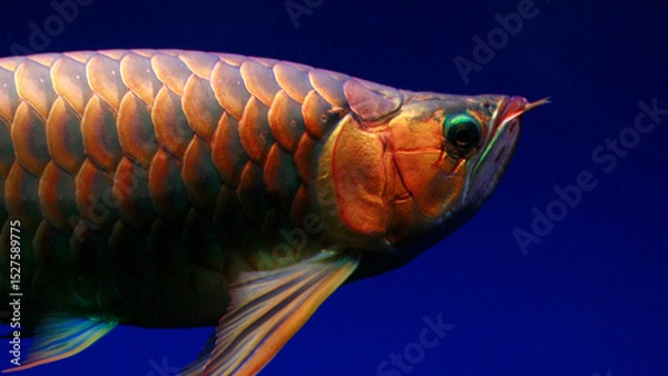 Obraz red arowana fish