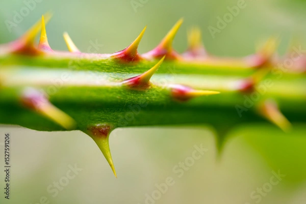 Fototapeta Macro photograph of the green-yellow-reddish thorns on a blackberry shoot.The blackberry is an edible
fruit produced by many species in the genus Rubus in the family Rosaceae. Blurred background.