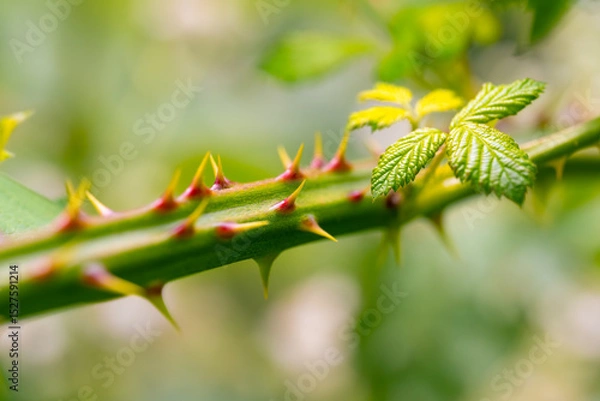 Fototapeta Green-yellow-reddish thorns on a blackberry shoot. The blackberry is an edible fruit produced by many species in the genus Rubus in the family Rosaceae. Macro close up with blurred background.