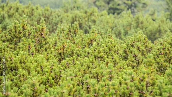Obraz Pinus mugo, dwarf mountain pine, mountain pine, scrub mountain pine, Swiss mountain pine, bog pine, creeping pine, mugo pine