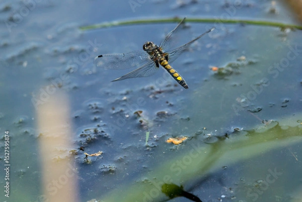 Obraz leucorrhinia pectoralis, dragonfly, female, lays eggs, over water, in flight