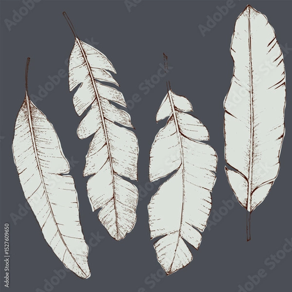 Fototapeta Hand drawn botanical illustration of  elegant leaves on dark background, showcasing intricate details and textures