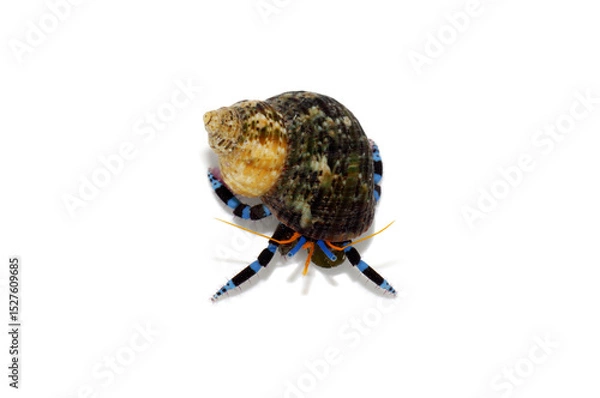 Obraz ヤドカリ　ユビワサンゴヤドカリ  白バック