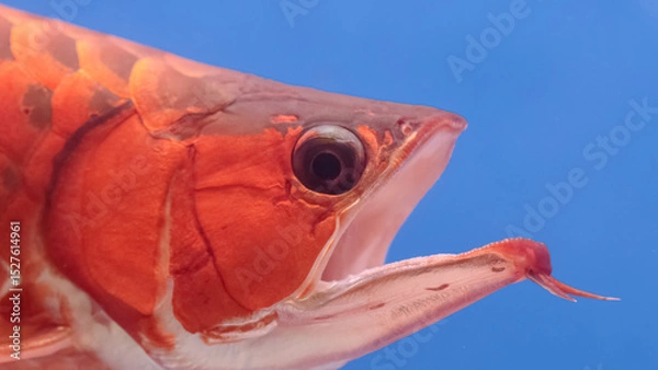 Obraz Red Arowana Opening its mouth to eat prey