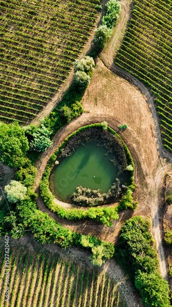 Fototapeta Scenic Tuscan Landscape with Olive Groves and Vineyards at Golden Hour – Idyllic Countryside in Italy