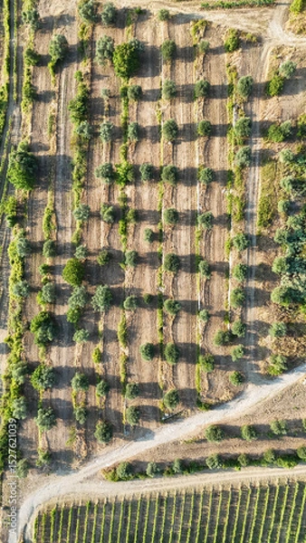 Fototapeta Scenic Tuscan Landscape with Olive Groves and Vineyards at Golden Hour – Idyllic Countryside in Italy