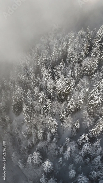 Fototapeta winter mountain landscape with snow, fog and cloud covered trees and skies