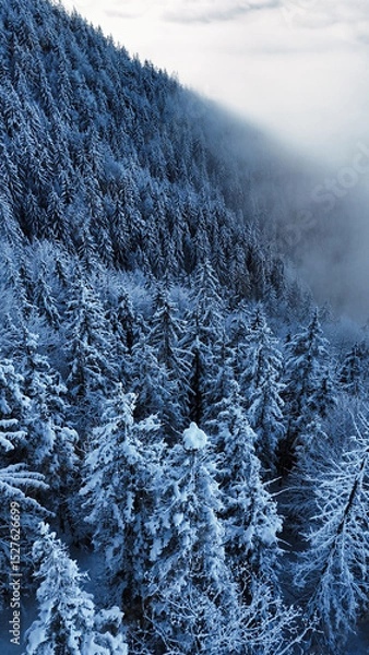 Fototapeta winter mountain landscape with snow, fog and cloud covered trees and skies