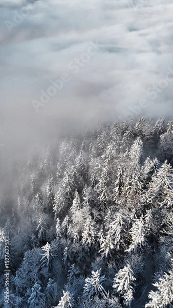 Fototapeta winter mountain landscape with snow, fog and cloud covered trees and skies