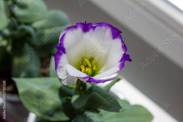 Obraz Young Eustoma flowers seedlings in white pots on a sunny windowsill. Purple white Eustoma flowers. Selective focus. Top view.