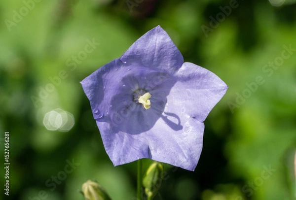 Fototapeta Delicate bright petals violet-blue bellflowers adorned with dewdrops, stand out against green, blurred background. Buds and flowers exude sense of freshness and tranquility. Nature concept for design