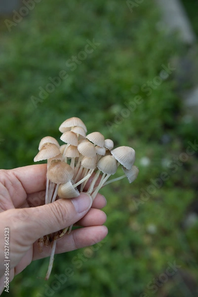 Obraz 北欧のキノコ狩り