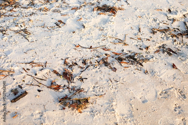 Fototapeta Closeup of a beach sand during red tide filled with debris in Florida