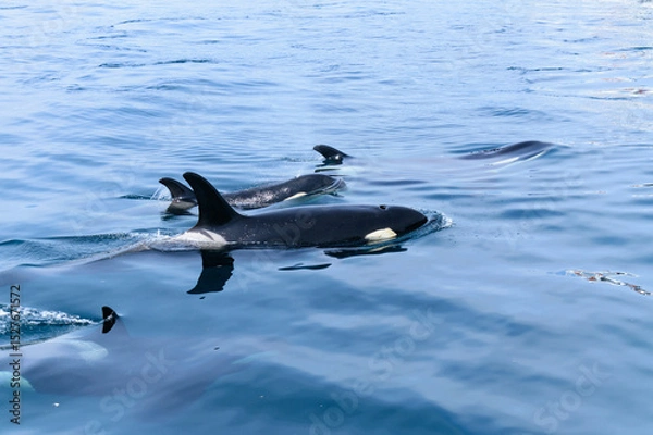 Obraz シャチ。根室海峡の野生のシャチの群れ、6月の羅臼からのネイチャークルーズで撮影。