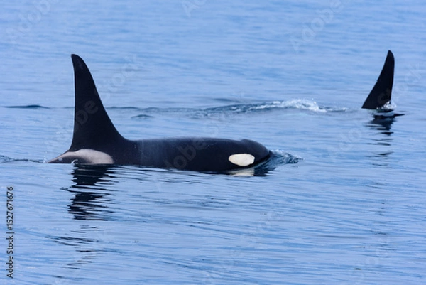 Obraz シャチ。根室海峡の野生のシャチの群れ、6月の羅臼からのネイチャークルーズで撮影。