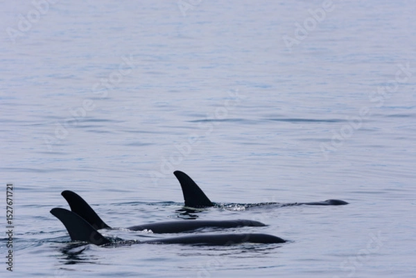 Obraz シャチ。根室海峡の野生のシャチの群れ、6月の羅臼からのネイチャークルーズで撮影。
