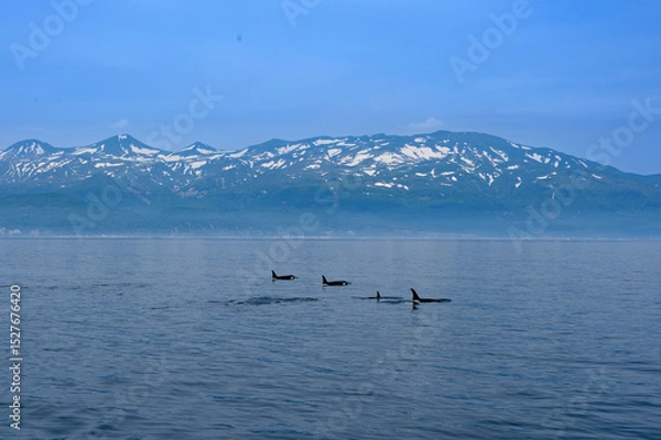 Obraz シャチと知床連。根室海峡の野生のシャチの群れ、6月の羅臼からのネイチャークルーズで撮影。