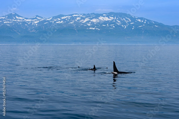 Obraz シャチと知床連。根室海峡の野生のシャチの群れ、6月の羅臼からのネイチャークルーズで撮影。