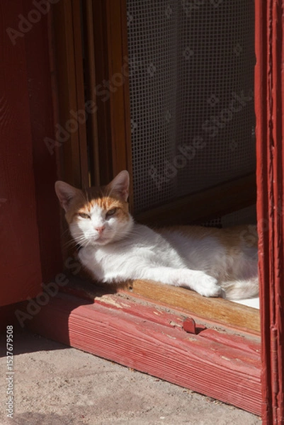 Obraz Chat allongé somnolant au bord d'une fenêtre ouverte