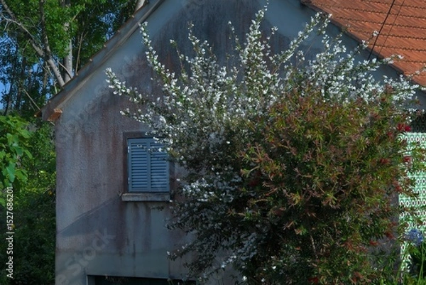 Fototapeta blossoming pear tree with a bottlebrush bush alongside it textured feature