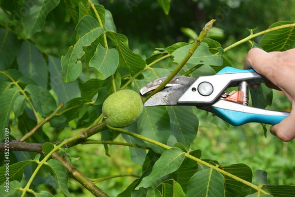 Fototapeta Gardener pruning and shaping walnut tree for maximum growth. Pruning walnut trees in the summer, particularly between mid-summer and early autumn.