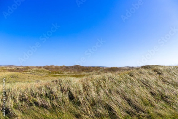 Obraz Rugged coastal landscape in Denmark with grasses and dunes