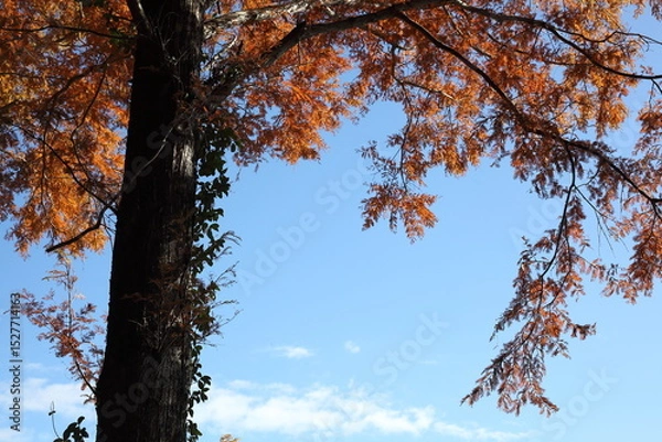Fototapeta 紅葉したメタセコイアと青空

