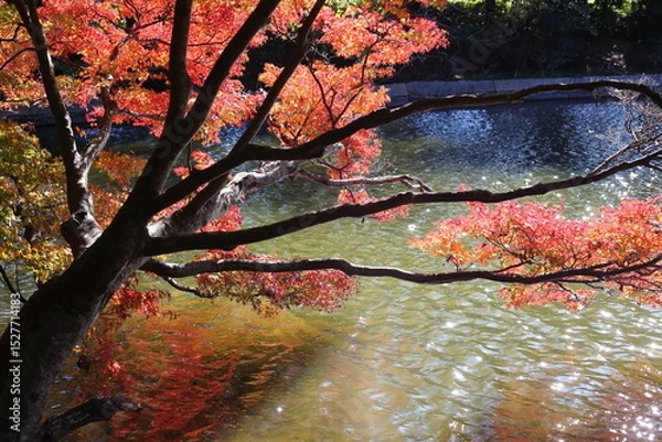 Obraz 池の上の紅葉　