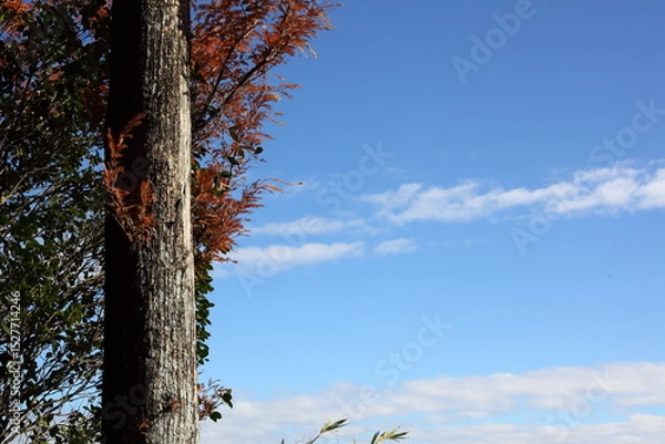 Fototapeta 紅葉した木と青空と雲